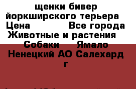 щенки бивер йоркширского терьера › Цена ­ 8 000 - Все города Животные и растения » Собаки   . Ямало-Ненецкий АО,Салехард г.